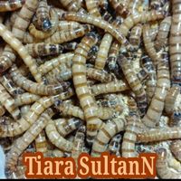 Pakan Protein Tinggi Superworm Organik
