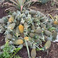 Bibit unggul Nanas varietas queen