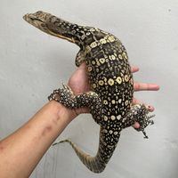 varanus salvator cb