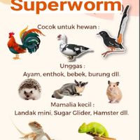 Pakan Protein Tinggi Superworm Organik