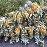Bibit unggul Nanas varietas queen