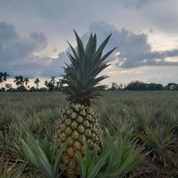 Bibit unggul Nanas varietas queen