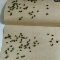 (SP) LEM LALAT KERTAS ISI 10 LEMBAR (1PACK) PERANGKAP PENGUSIR/PENGHILANG/PELEKAT LALAT KIMO/PAGODA MURAH