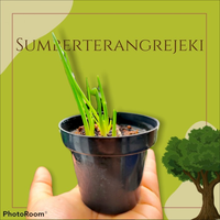 Pot Hitam 8cm