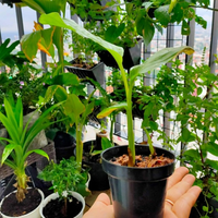 Pot Hitam 8cm