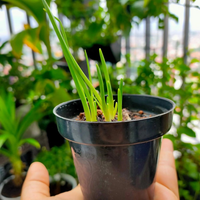 Pot Hitam 8cm
