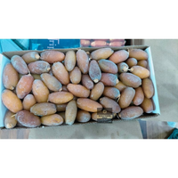 Kurma Ruthob Libya Kurma muda Segar KG