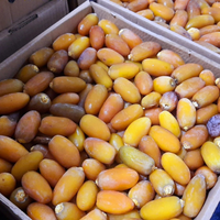 Kurma Muda Kurma Ruthob Libya Fress Murah