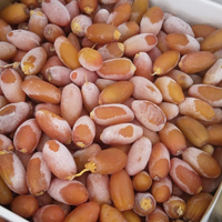 Kurma Muda Kurma Ruthob Libya Fress Murah