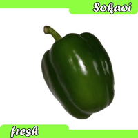 PAPRIKA HIJAU SAYUR SEGAR SAYURAN SEGAR