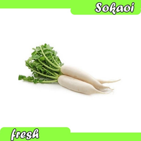 LOBAK PUTIH SAYUR SEGAR SAYURAN SEGAR SAYURAN