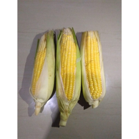JAGUNG MANIS PAKET JAGUNG SAYUR SEGAR SAYURAN SEGAR