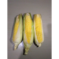 JAGUNG MANIS PAKET JAGUNG SAYUR SEGAR SAYURAN SEGAR