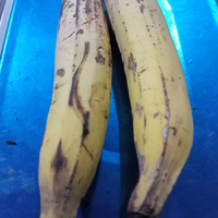 BUAH PISANG TANDUK SEGAR PISANG TANDUK BESAR