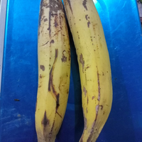 BUAH PISANG TANDUK SEGAR PISANG TANDUK BESAR
