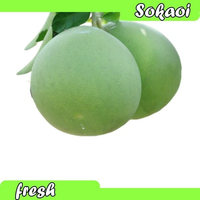 BUAH JERUK PAMELO JERUK BALI BUAH SEGAR BUAH BUAHAN