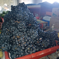 ANGGUR HITAM BALI 3 KG