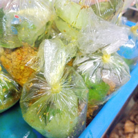 BUMBU GENEP BALI