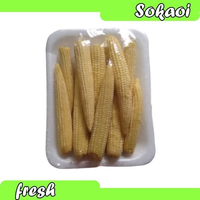 BABY CORN JAGUNG MUDA JAGUNG SAYUR SEGAR SAYURAN SEGAR