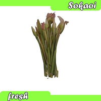 KECOMBRANG BUNGA BONGKOT BUMBU SEGAR SAYUR SEGAR SAYURAN SEGAR