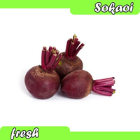 BIT ROOTBEET SAYUR SEGAR SAYURAN SEGAR SAYUR FRESH MAKANAN FRESH