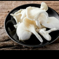 JAMUR TIRAM berkualitas 250gram
