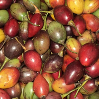 Terong Belanda Segar 1000gr